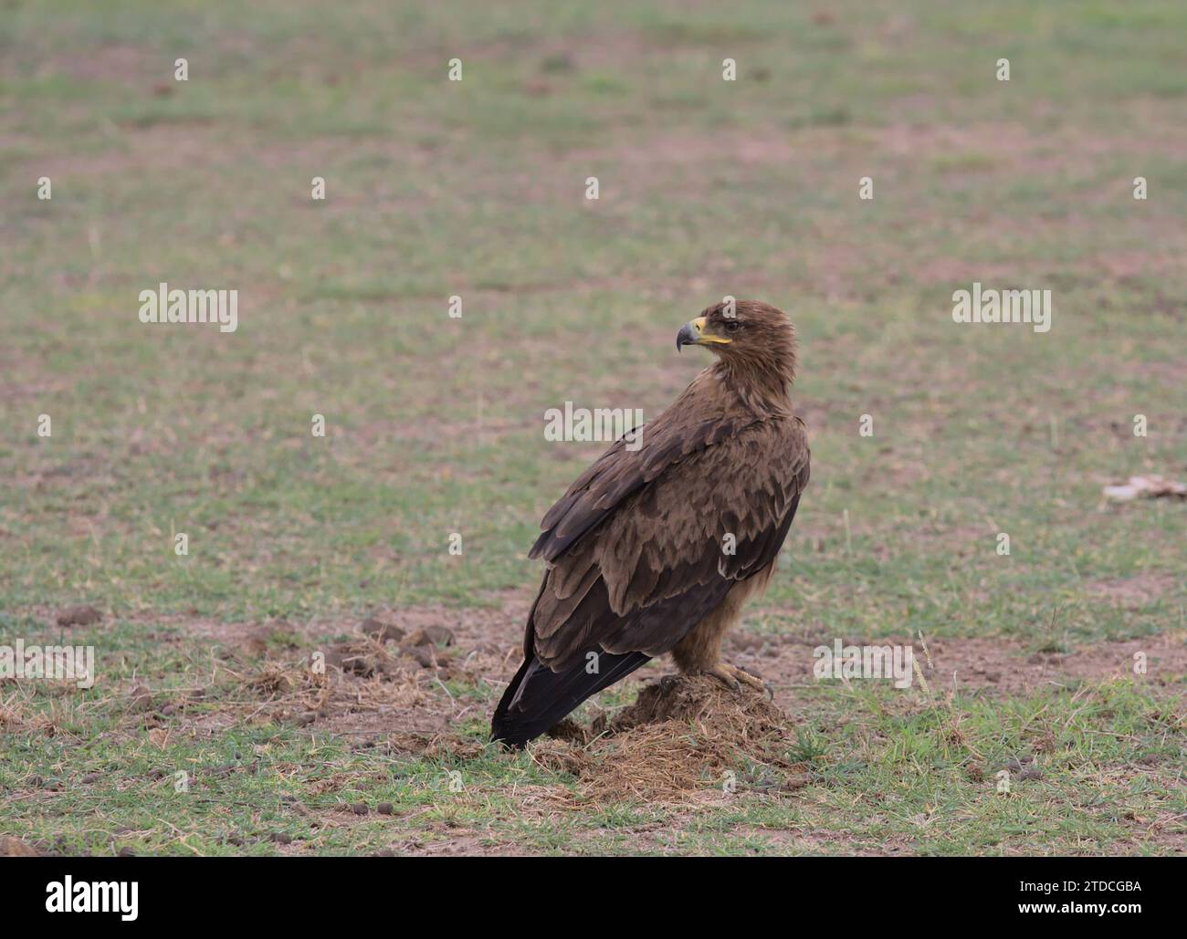 tawny eagle sitting alert with head turned in the wild amboseli national park, kenya Stock Photo