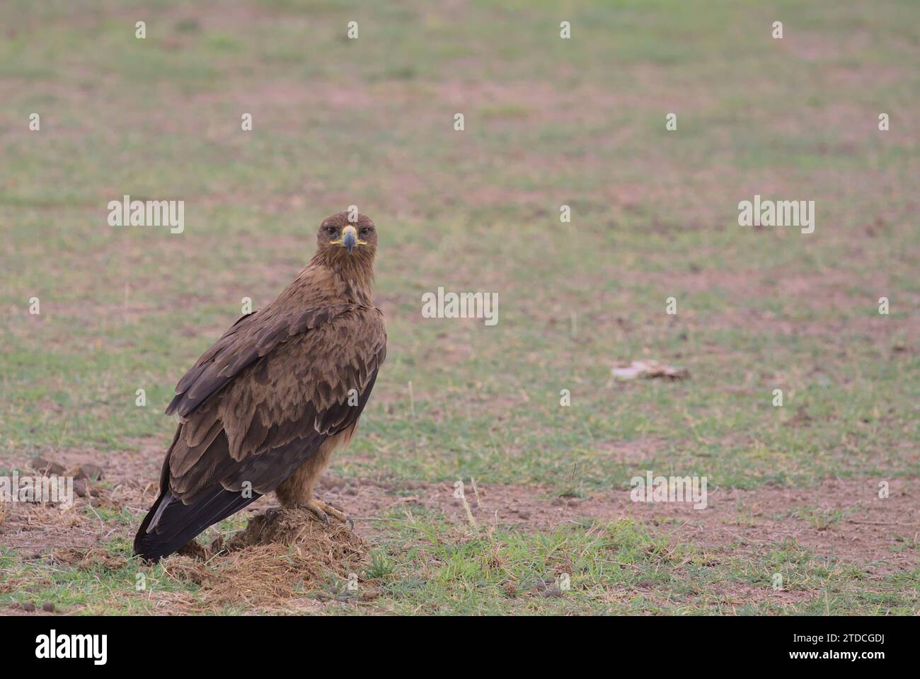 tawny eagle looking at camera sitting alert on the ground in the wild amboseli national park, kenya Stock Photo