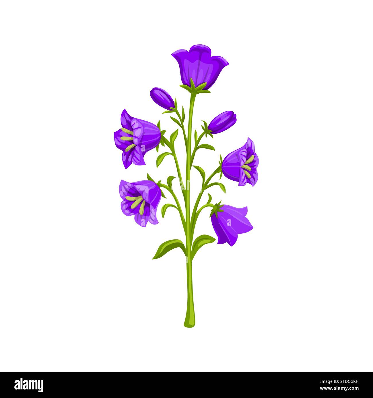 Campanula or bellflower, isolated cartoon vector plant. Charming perennial flower with delicate, iliac or purple, bell-shaped blossoms adorn forest fields and gardens with their graceful beauty Stock Vector