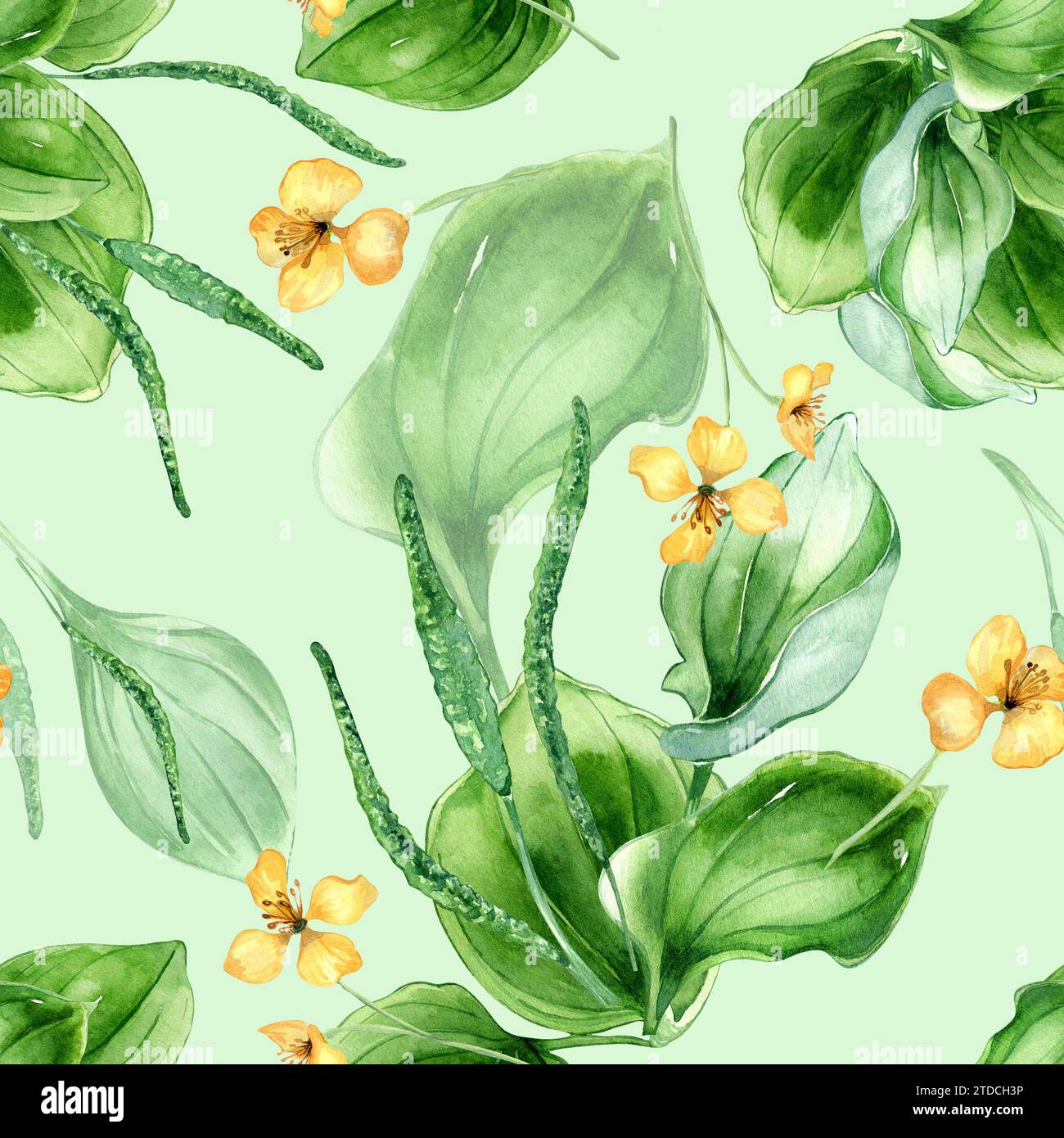 Plantago broadleaf, celandine watercolor seamless pattern isolated on pastel background. Plantain, green leaves, chelidonium, psyllium hand drawn. Des Stock Photo