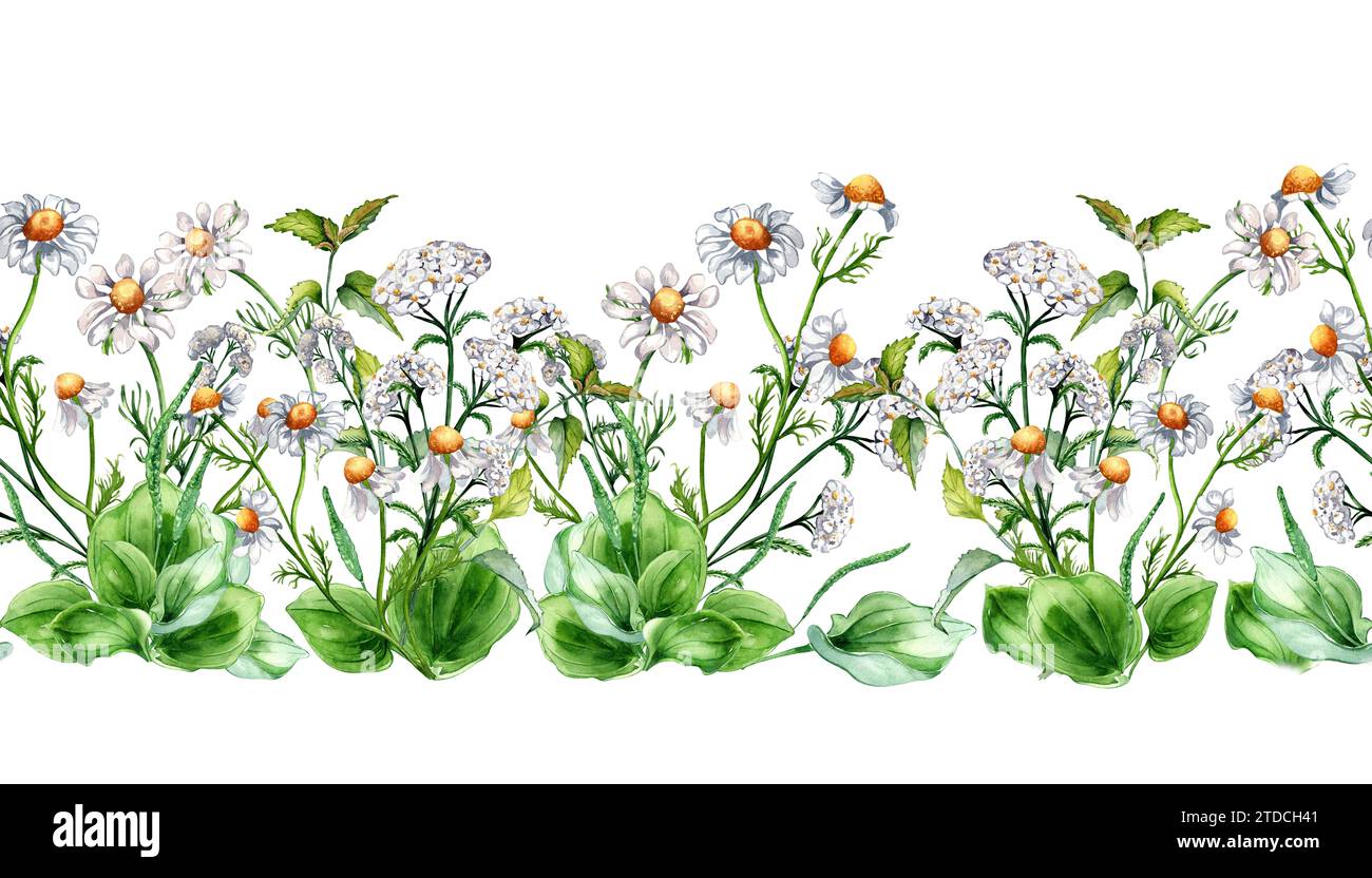 Seamless border of meadow medicinal flower, herb plants watercolor illustration isolated on white. Daisy, chamomile, nettle, achillea yarrow board han Stock Photo