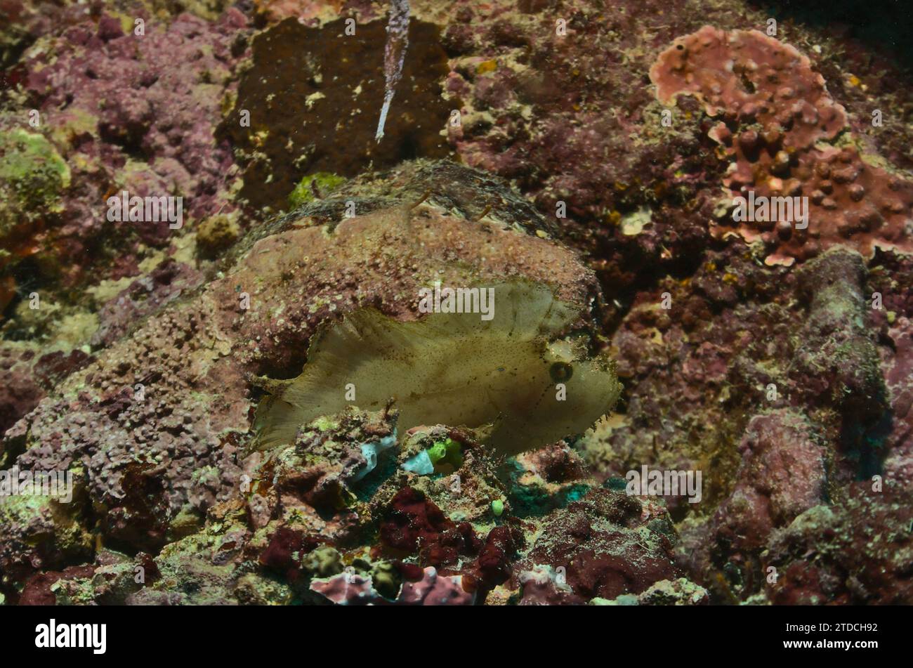 a yellow white leaf fish nestled in the healthy coral reefs of watamu marine park, kenya Stock Photo