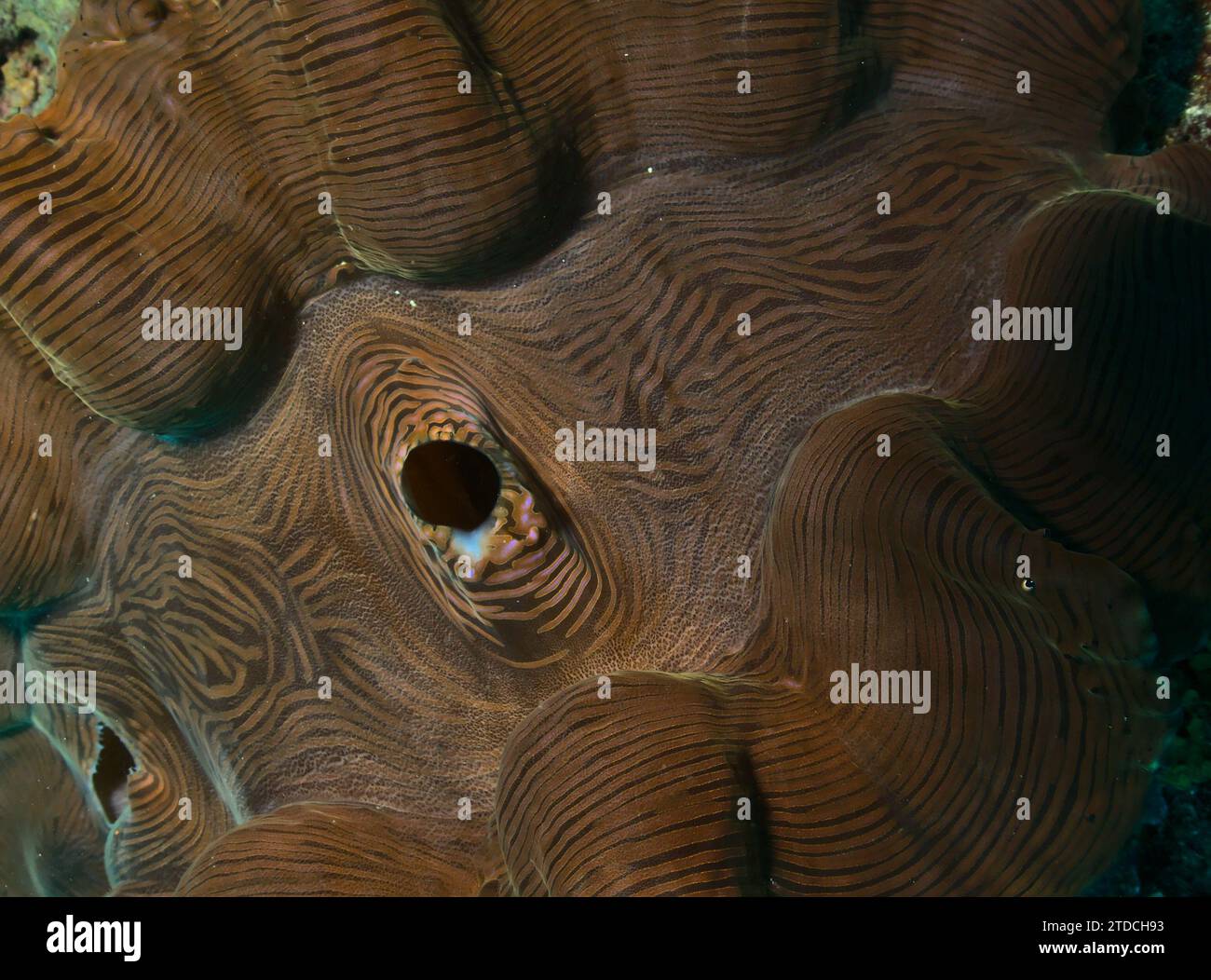 close-up of the colourful mantle of a smooth giant clam in the coral reefs of watamu marine park, kenya Stock Photo