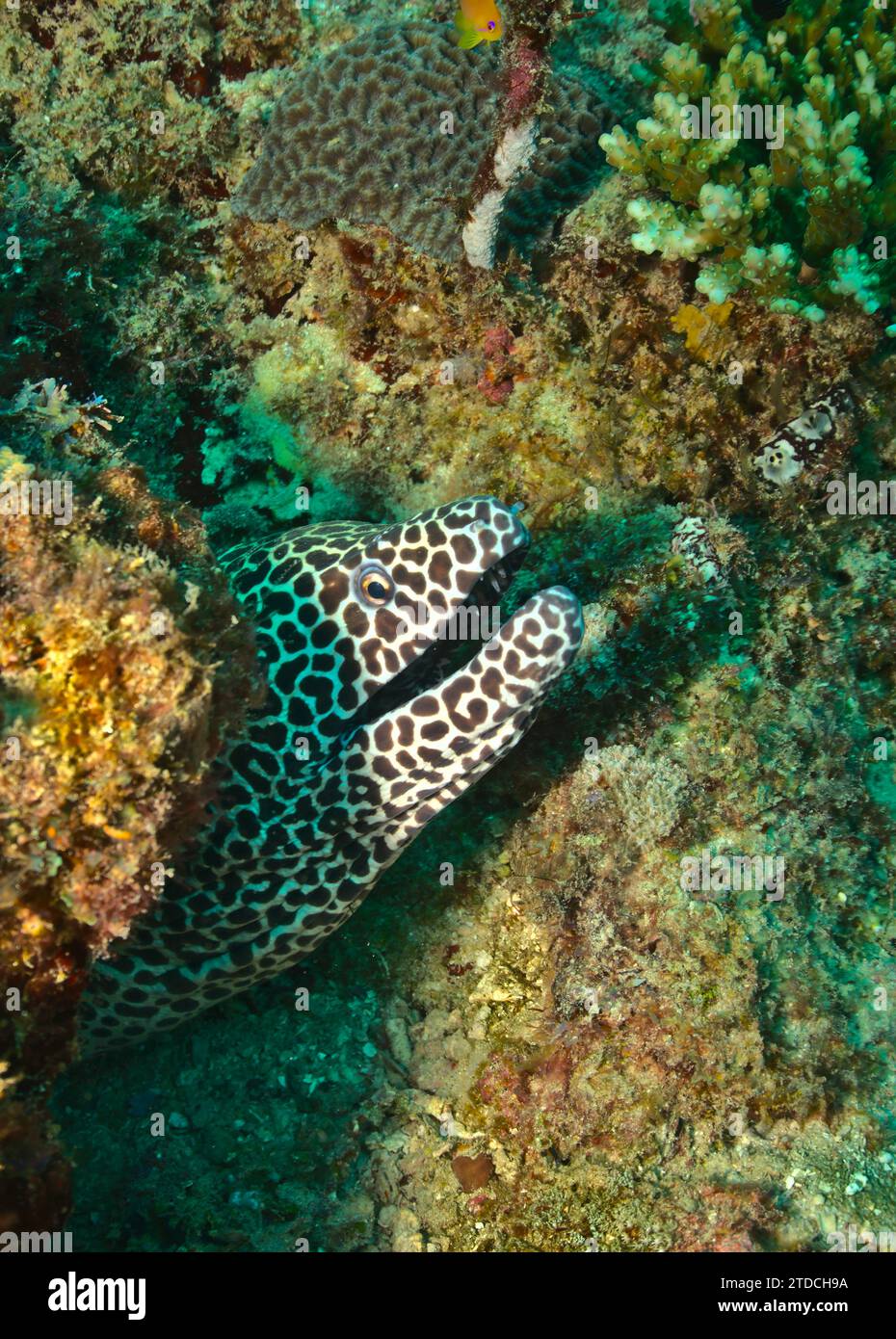 beautiful shy leopard or laced moray eel hiding and peeking out in a crevice in the coral reefs of watamu marine park, kenya Stock Photo