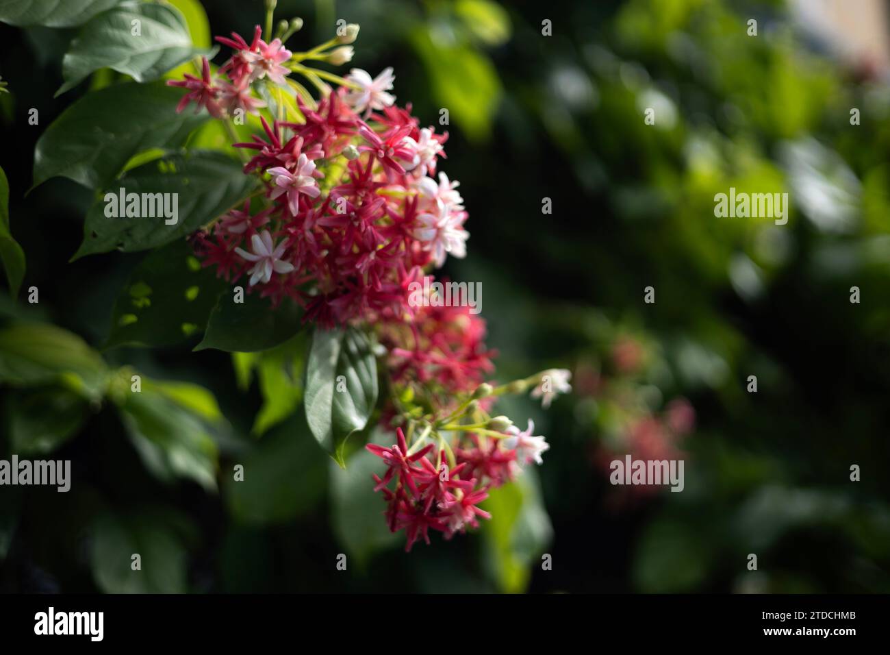 Quisqualis Indica flower plant. Chinese Honey Suckle Flowers.  Pink Flower In The Garden Stock Photo
