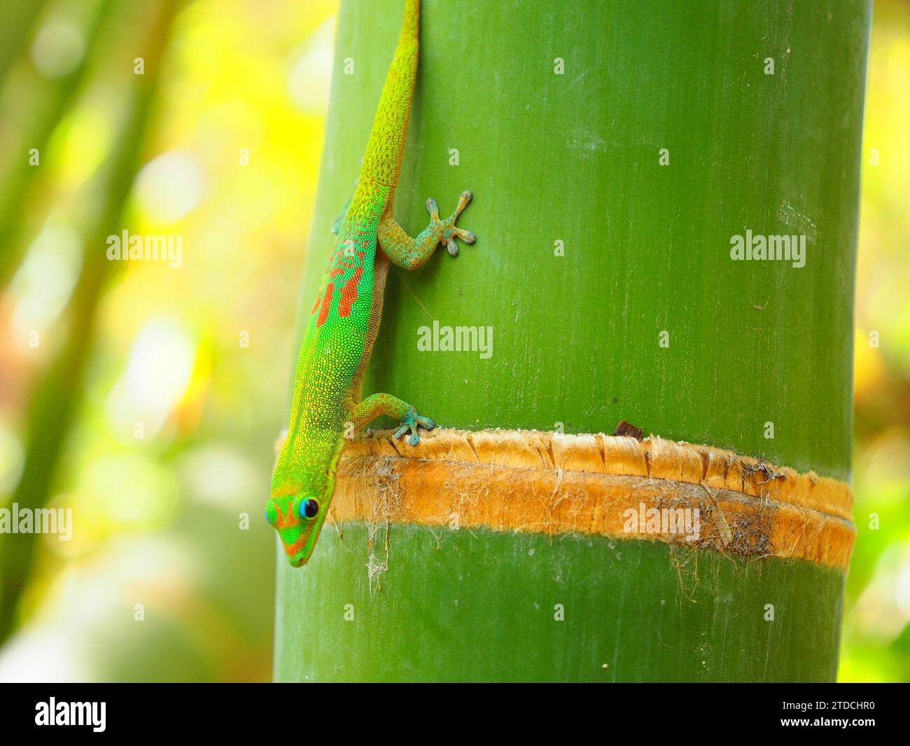 Green Gecko - La Réunion, Mascarene Islands, Indian Ocean, d’Outre-Mer Stock Photo