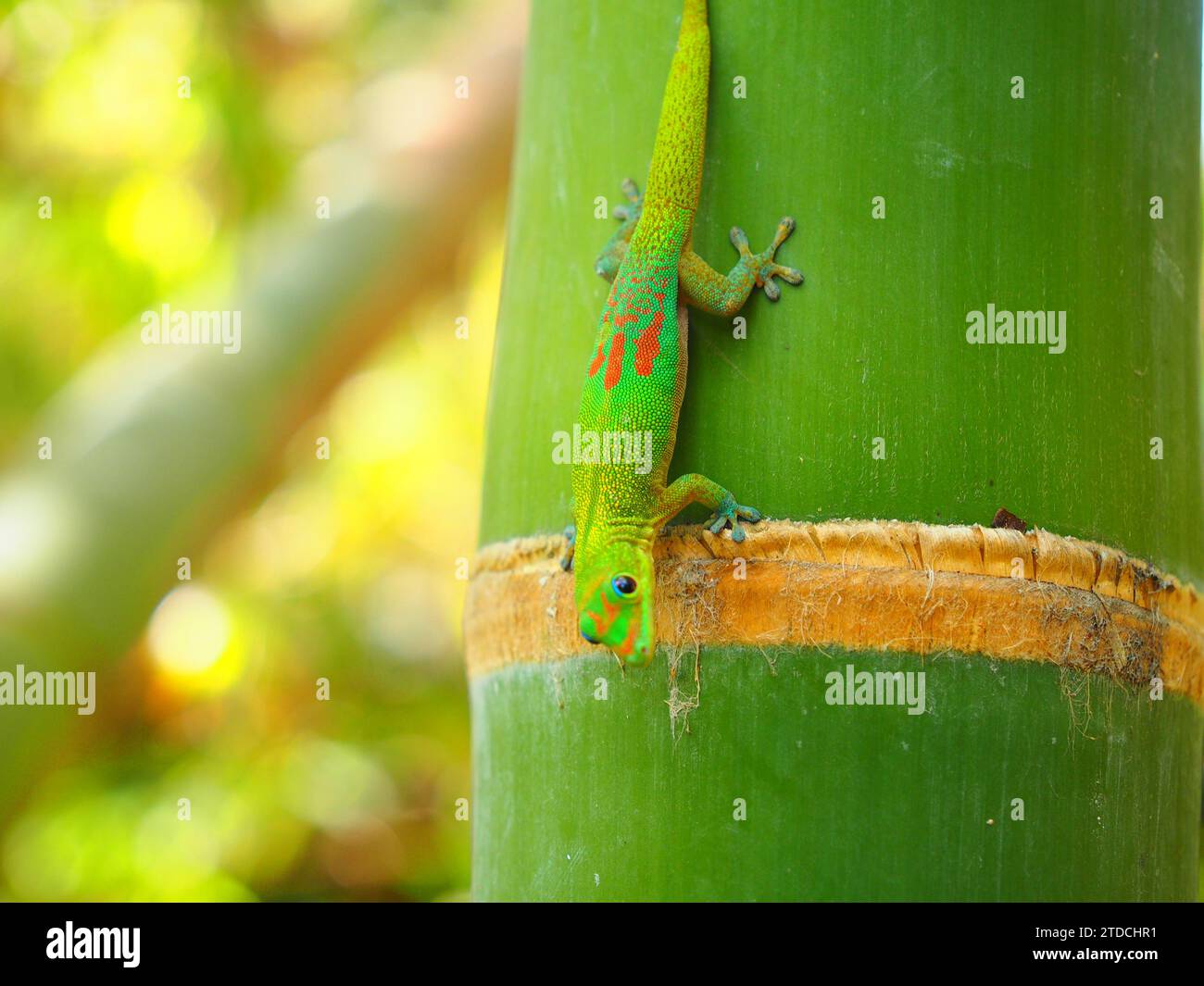 Green Gecko - La Réunion, Mascarene Islands, Indian Ocean, d’Outre-Mer Stock Photo
