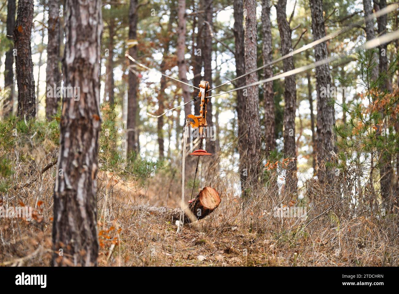 In the forest, workers are doing logging using equipment. Stock Photo