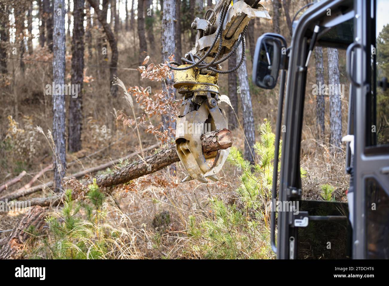 In the forest, workers are doing logging using equipment. Stock Photo