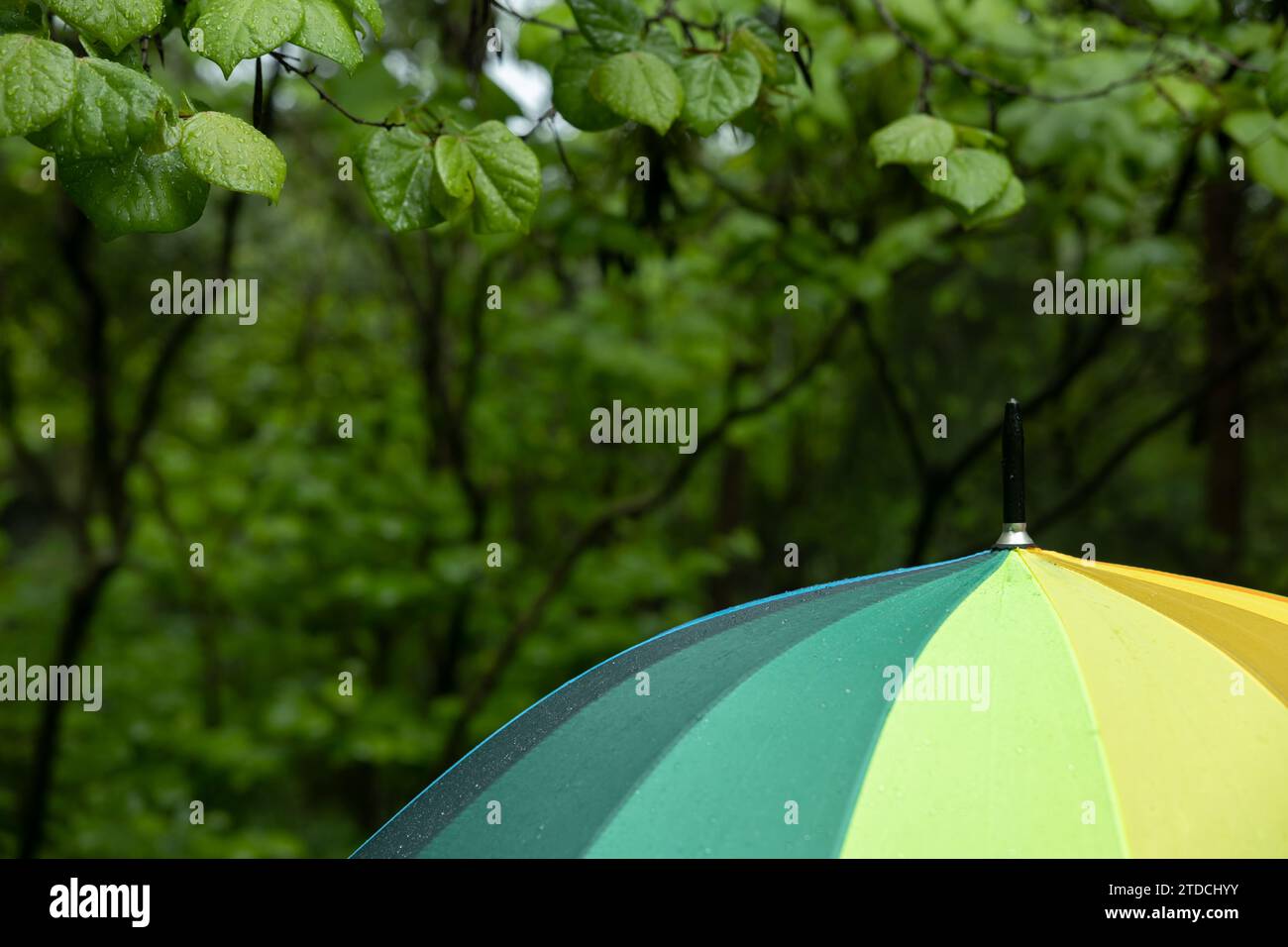 Leaves with raindrops and rainbow umbrella Stock Photo