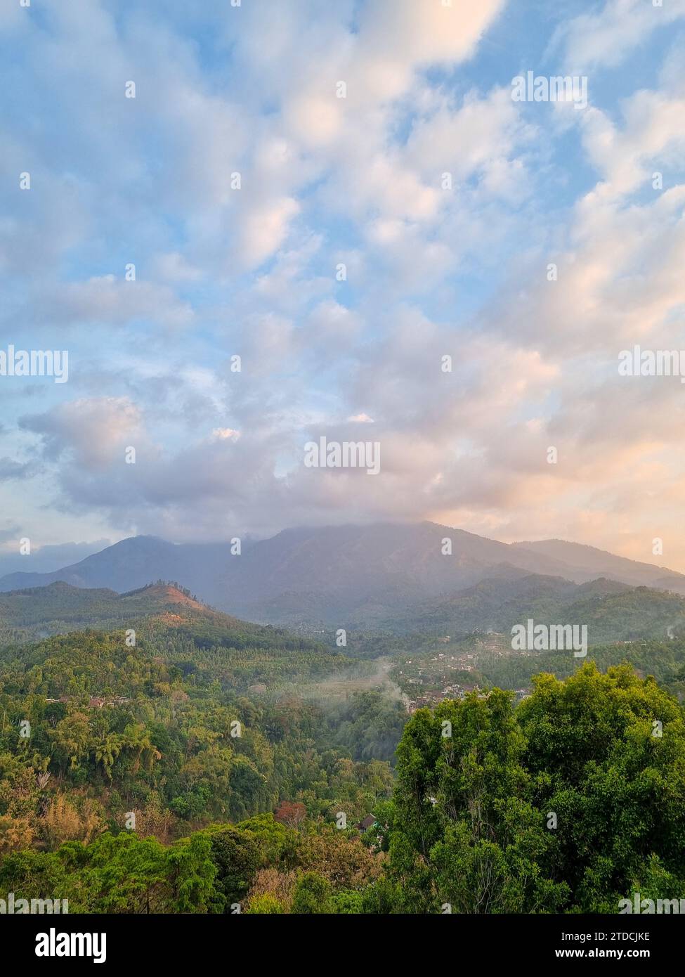 Java forest hi-res stock photography and images - Alamy