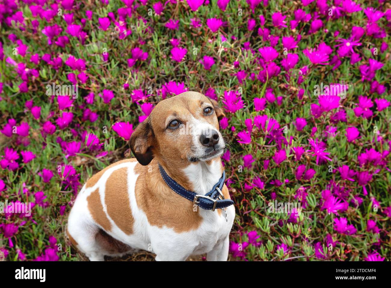 A mutt sitting among purple iceplant flowers, San Diego, California Stock Photo