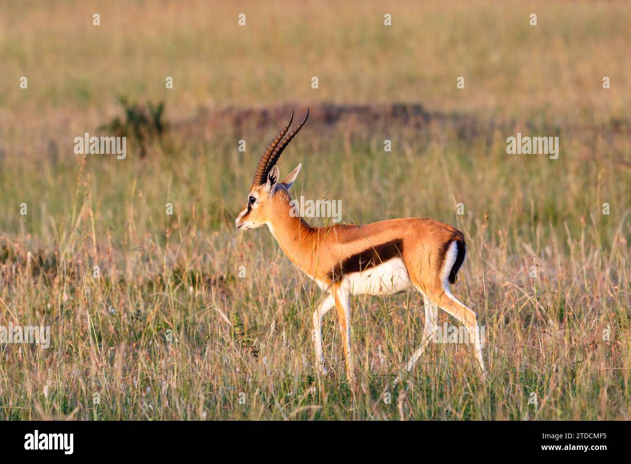 Thomsons gazelle on the african savanna hi-res stock photography and ...