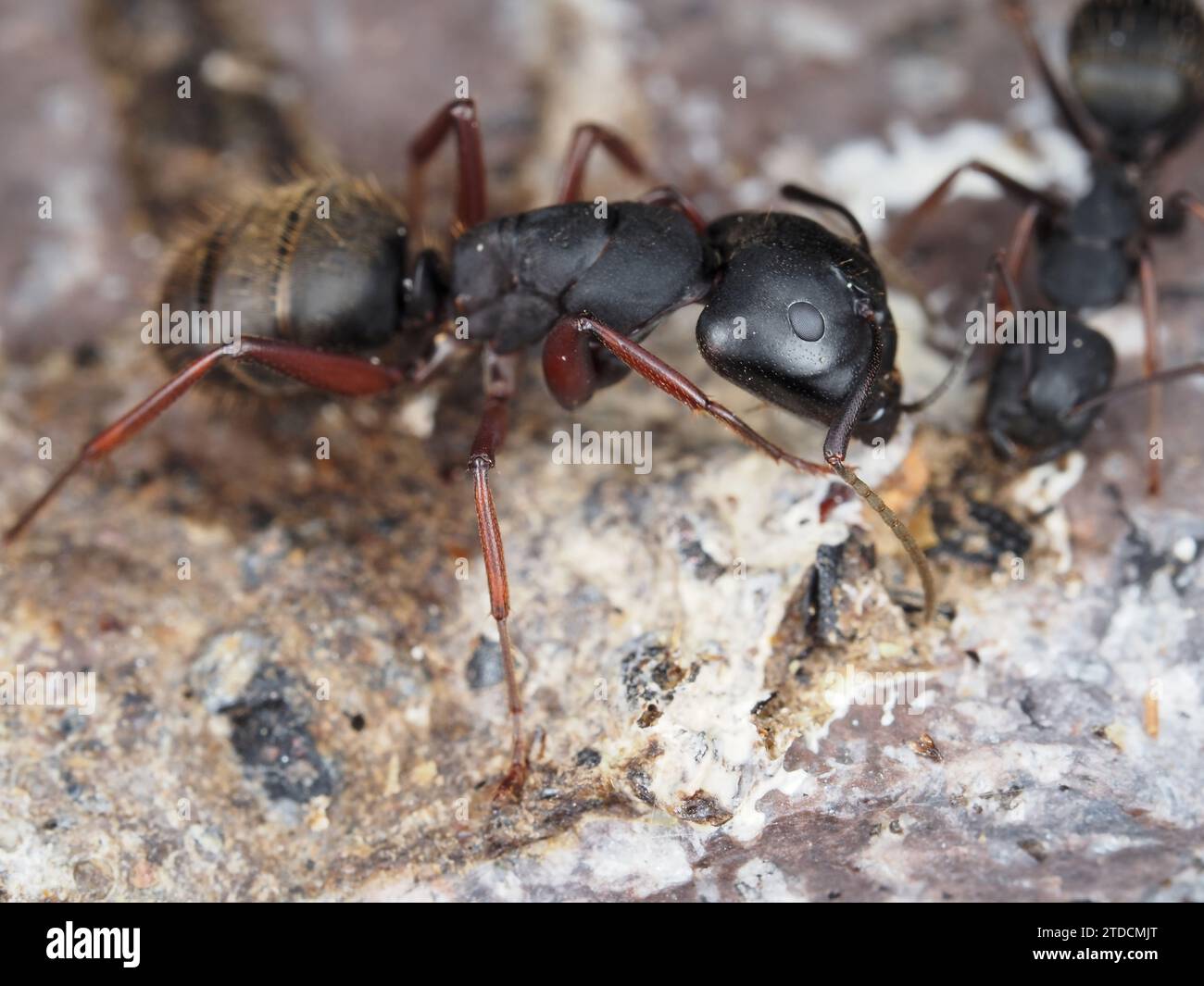 Ant identified as Camponotus modoc (western carpenter ant) - a black carpenter ant with dark red legs, in Oregon, USA Stock Photo