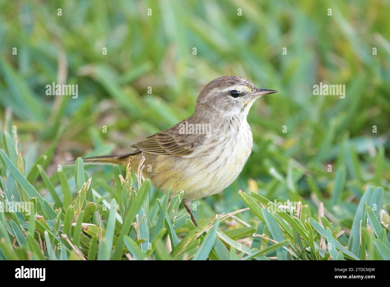 Palm warbler (Setophaga palmarum) - small songbird seen in Florida, USA Stock Photo