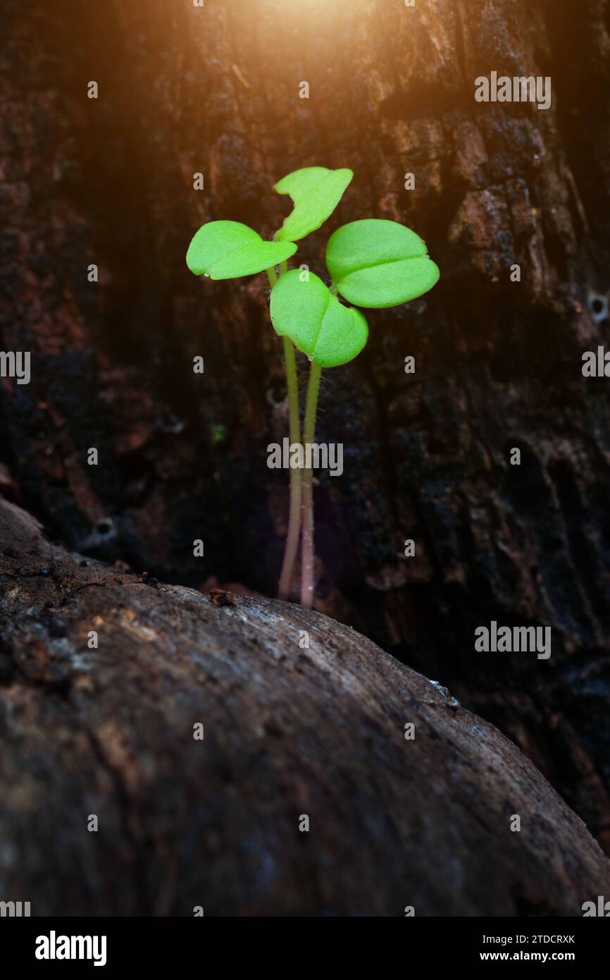 Plant Sprout Nourished By Sunlight Stock Photo