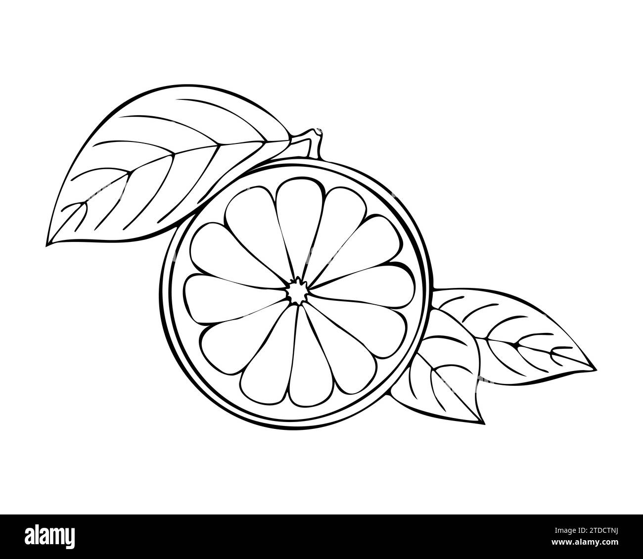 Citrus fruit hand drawn contour, lemon orange grapefruit with leaf