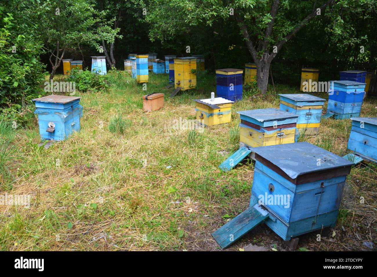 Colorful wooden beehives and bees in apiary near linden forest in ...