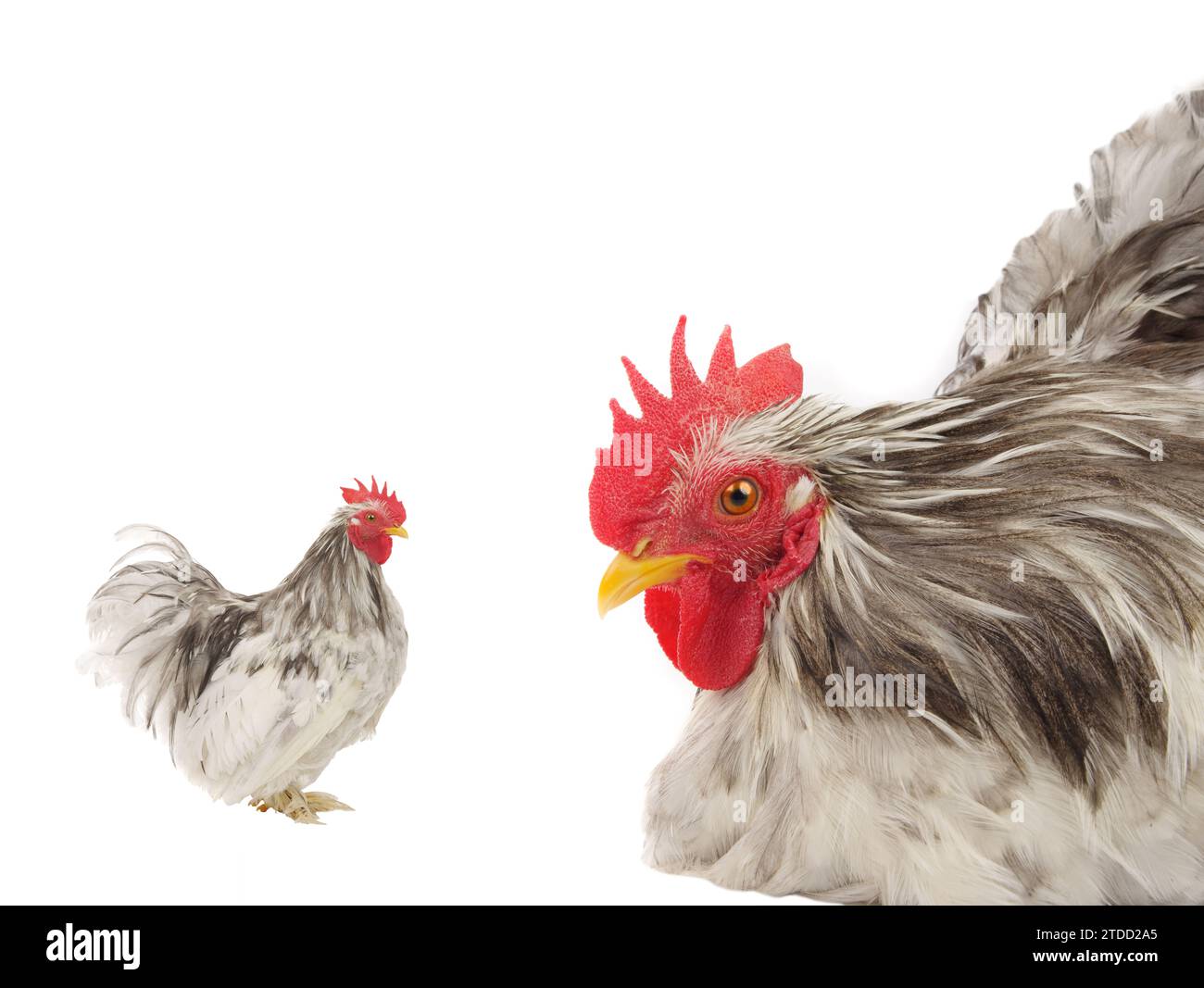 Real rooster hi-res stock photography and images - Alamy