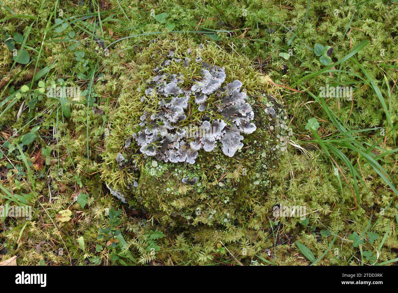 Textured Lungwort, Lobaria scrobiculata, a Foliose Lichen & Trumpet Cup Lichen, Cladonia fimbriata, Growing on a Stone on Moss-Covered Forest Floor Stock Photo