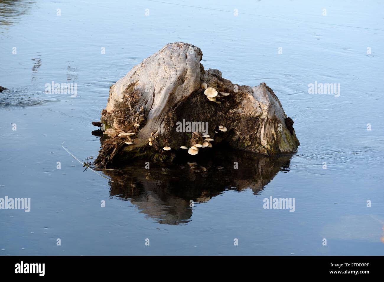 Poplar Mushroom or Velvet Pioppini, Cyclocybe aegerita, aka Agrocybe cylindracea Fungi Growing on Submerged Stump of Poplar Tree in River Stock Photo