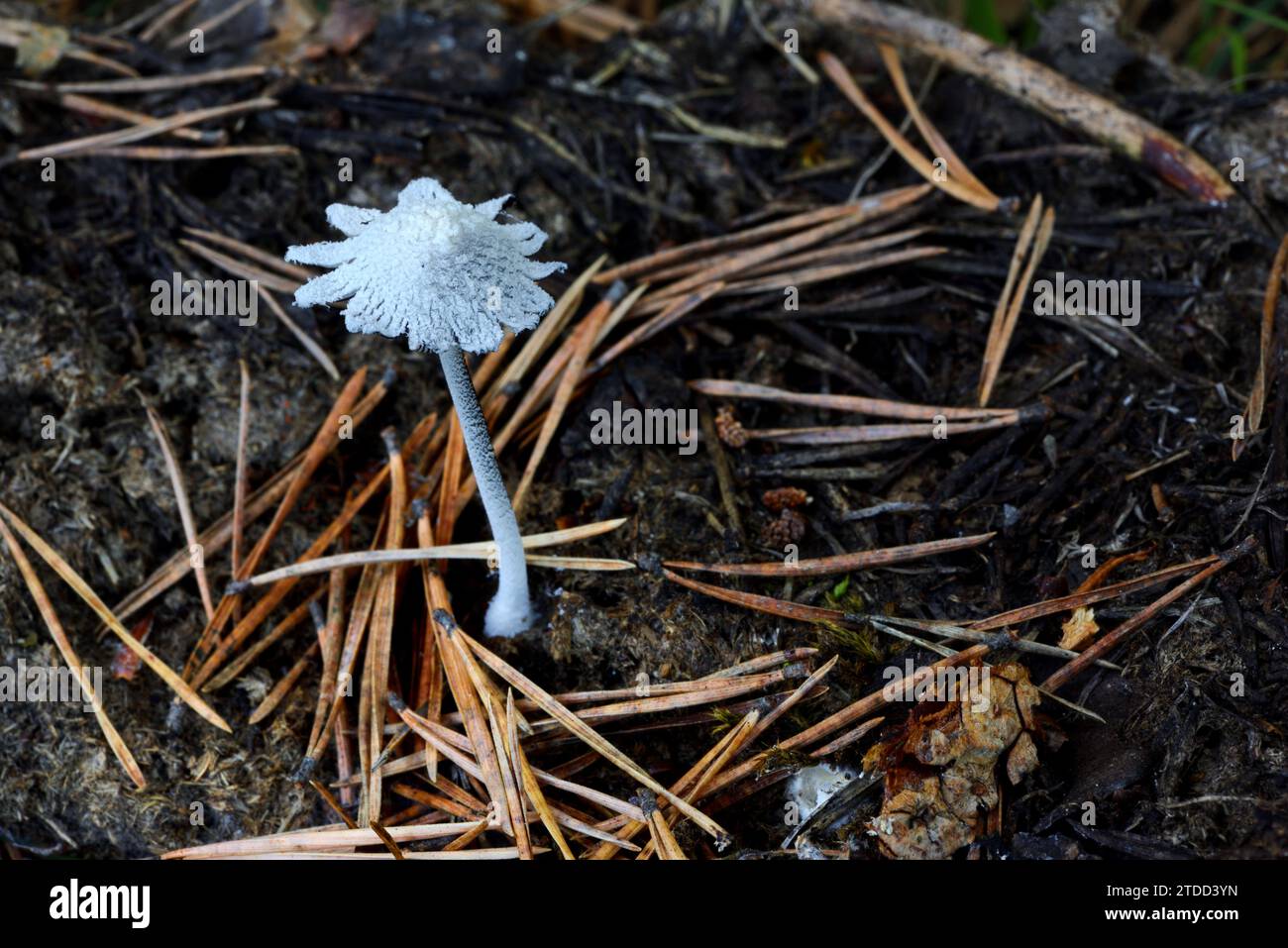 Coprinopsis nivea or Snowy Inkcap Mushroom Growing on Old Cow Dung Sprinkled with Pine Needles Stock Photo