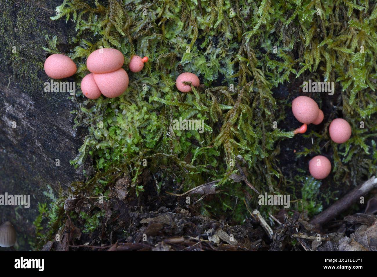 Pink Lycogala epidendrum Slime Mold or Slime Mould known as Wolf's Milk or Groening's Slime Growing with Moss on Rotting Tree Trunk Stock Photo