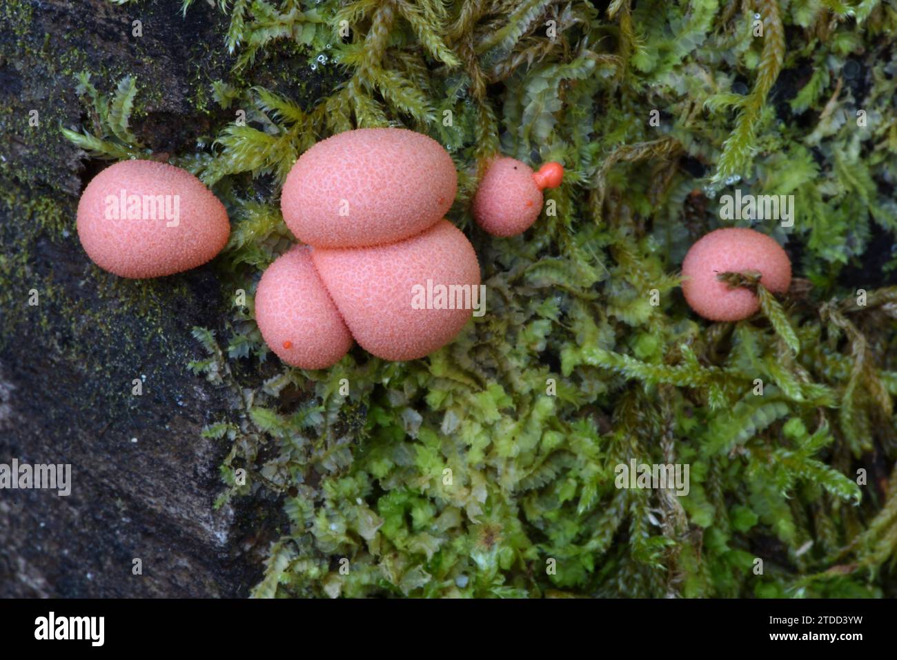 Pink Lycogala epidendrum Slime Mold or Slime Mould known as Wolf's Milk or Groening's Slime Growing with Moss on Rotting Tree Trunk Stock Photo
