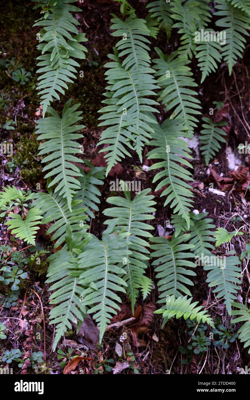 Serrated Leaves of Common Polypody Fern, Polypodium vulgare Stock Photo