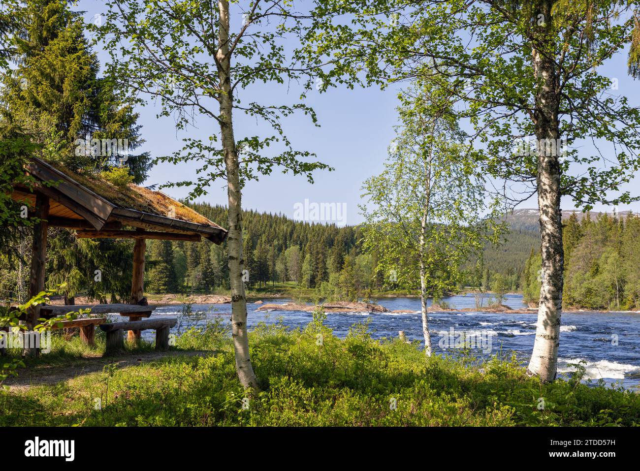 A picnic spot by the Namsen River, Norway, with a mossy-roofed shelter and wooden benches, offering a view of flowing waters amid the lush Trondelag Stock Photo