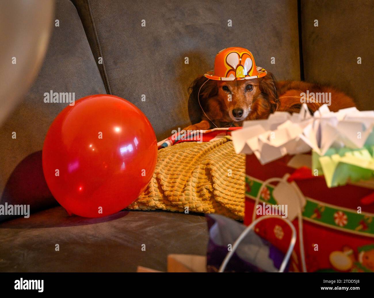 High resolution isolated close up portrait of a small dog wearing a funny birthday hat- Israel Stock Photo