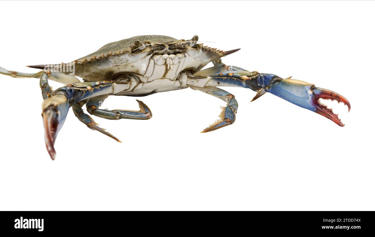 Aggressive and threatening blue crab on a white background, is  invasive species but its meat is delicious. Stock Photo