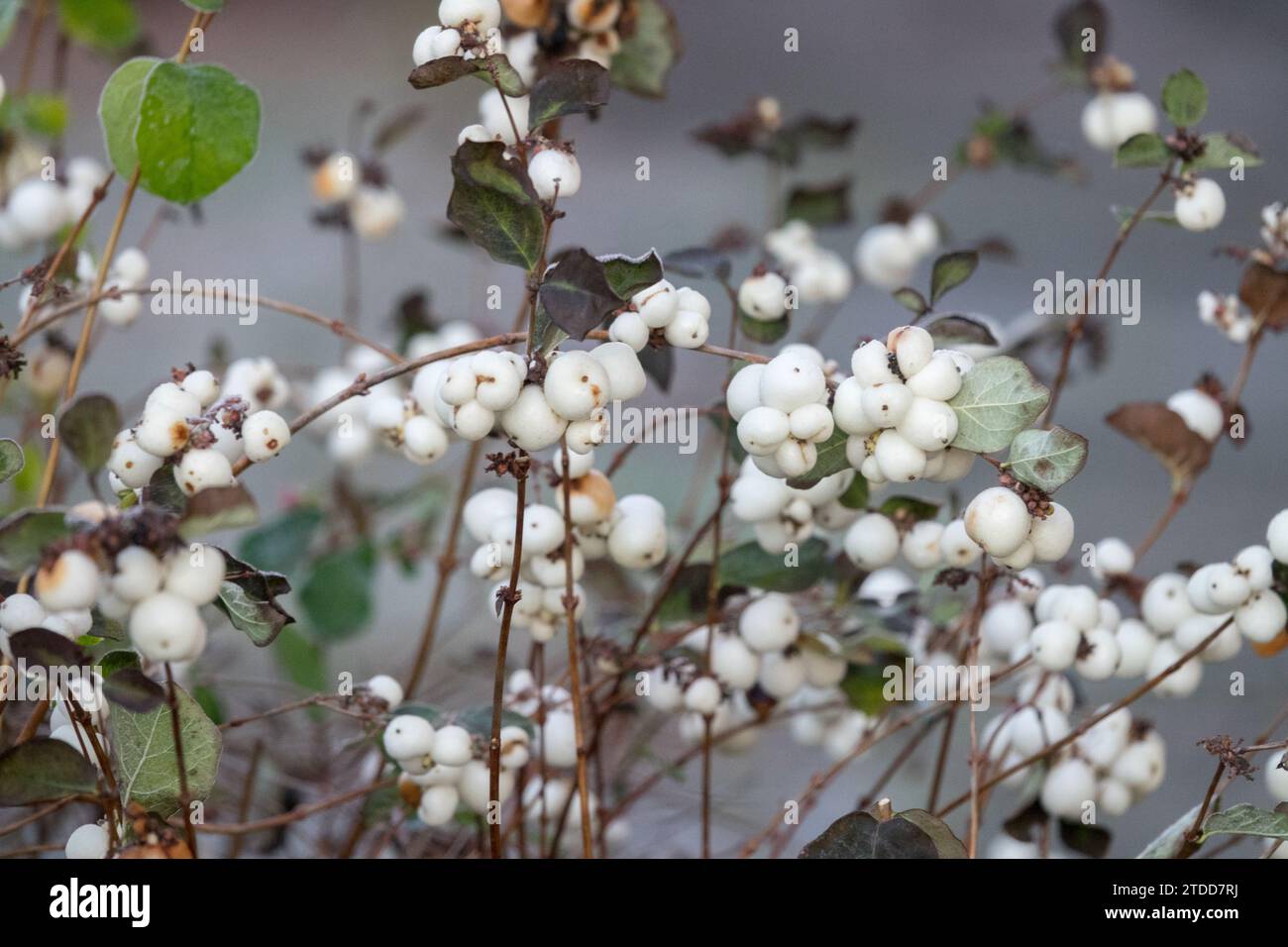 Winter, Symphoricarpos, Berries, Symphoricarpos albus, Shrub, Plant, Common Snowberry Stock Photo