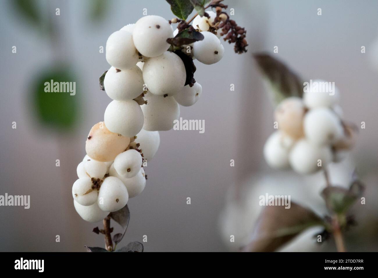 Winter Berries, Symphoricarpos albus Stock Photo