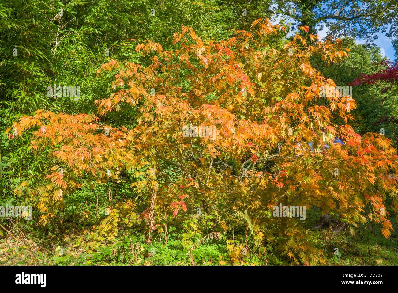 Japanese Maple (Acer palmatum) Queenswood Country Park Herefordshire UK. October 2020 Stock Photo