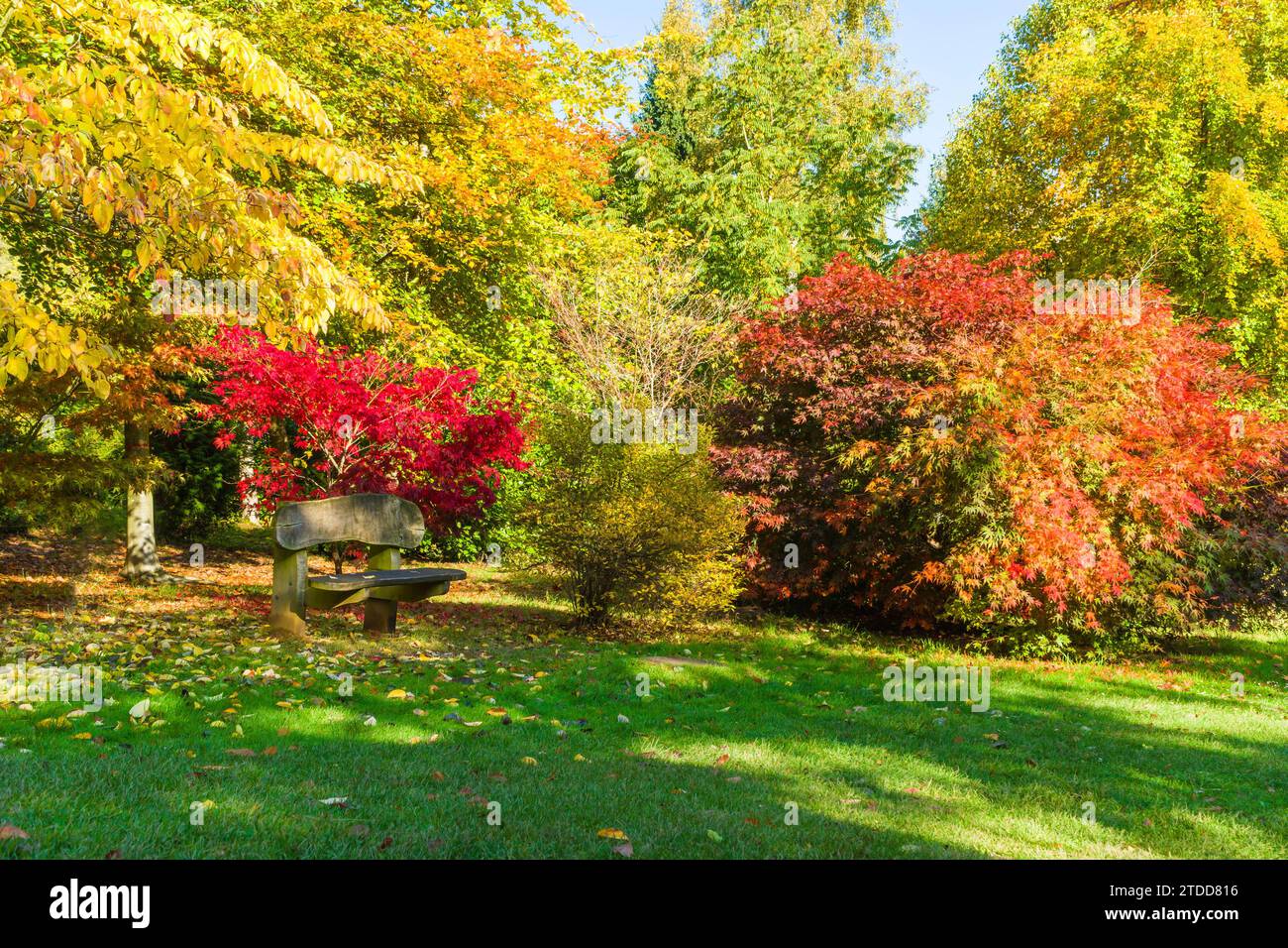A quiet retreat amongst the beautiful Autumn colours of the Japanese Maples, Bodenham Arboretum Worcestershire UK. October 2020 Stock Photo