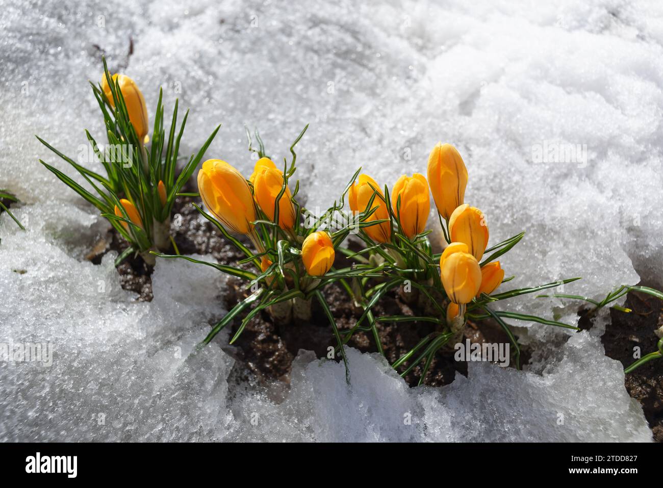 First spring yellow crocuses in the snow Stock Photo
