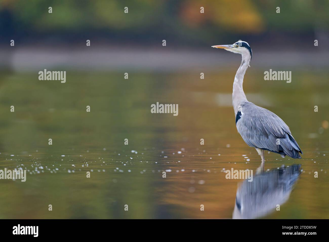 Graureiher, Ardea cinerea, grey heron Stock Photo