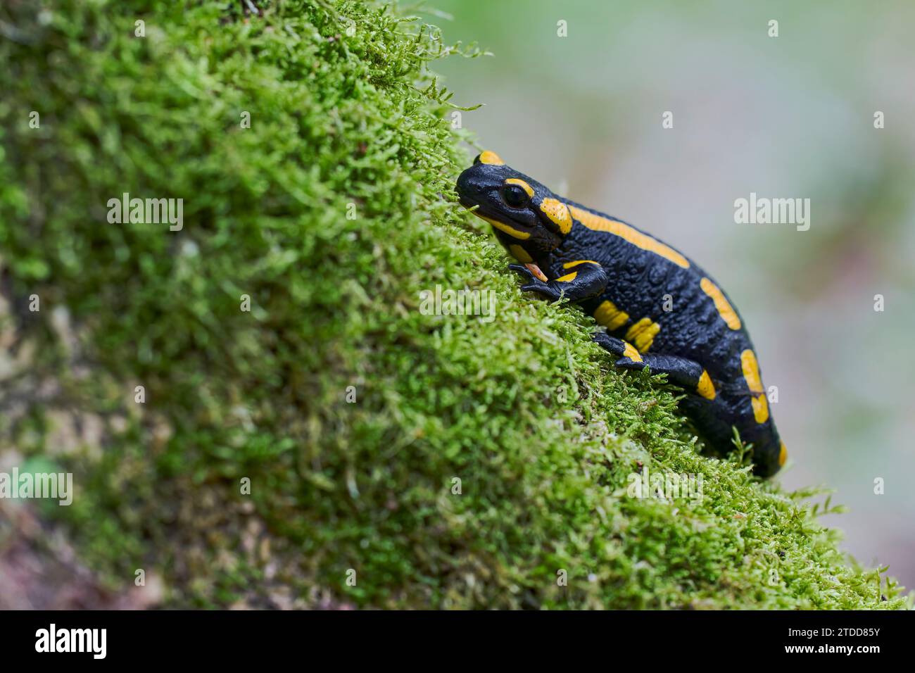Feuersalamander, Salamandra salamandra, european fire salamander Stock Photo
