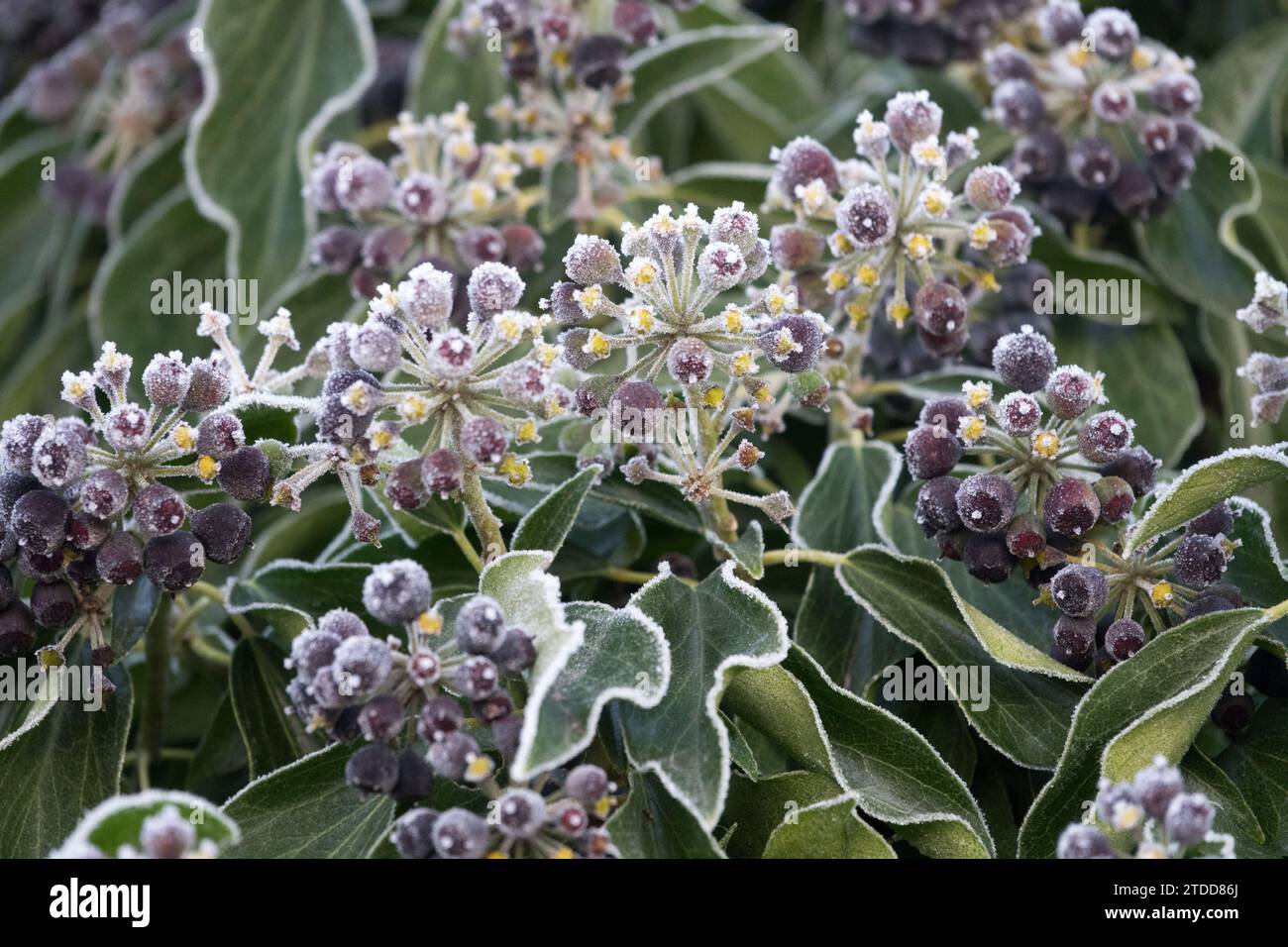 Common ivy, Berries, winter, frosted leaves, Shrub, frost, fruits, frosty leaves, Seed heads, Hedera helix Stock Photo