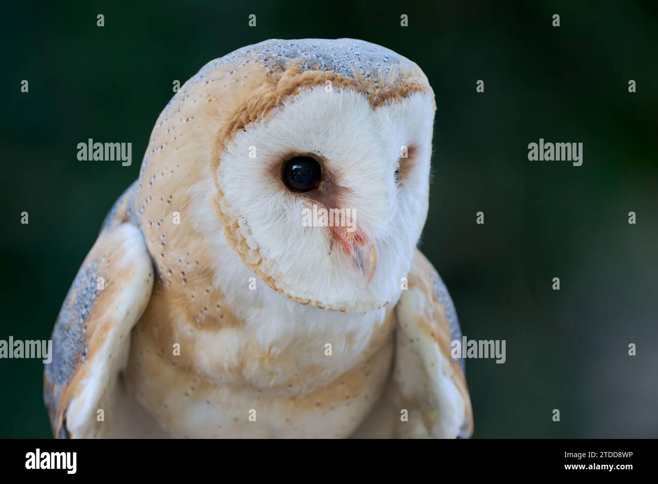 Schleiereule, Tyto alba, Barn Owl Stock Photo