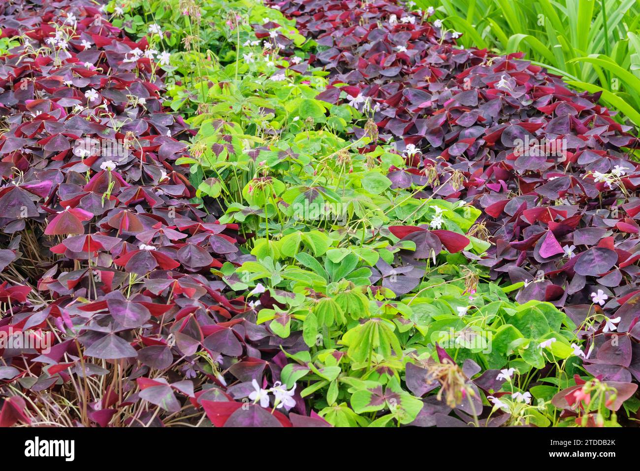 Oxalis triangularis is growing in greenhouse. Violet and green plant. Cultivated for its romantic flowers. Stock Photo