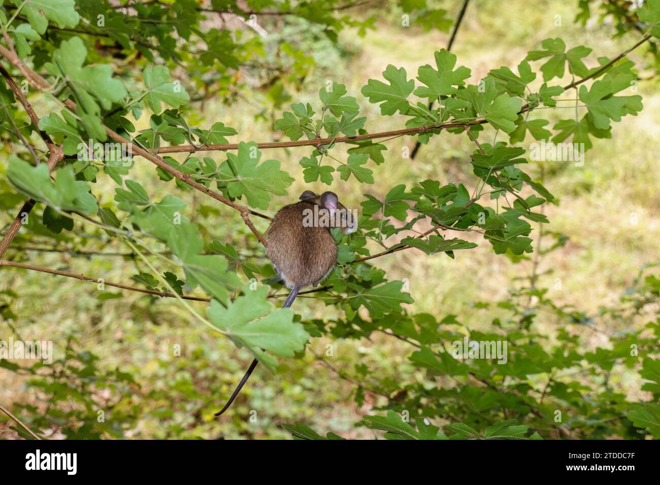 Yellow necked mouse (Apodemus flavicollis) perched in Field maple tree. Fownhope Herefordshire UK. August 2023 Stock Photo