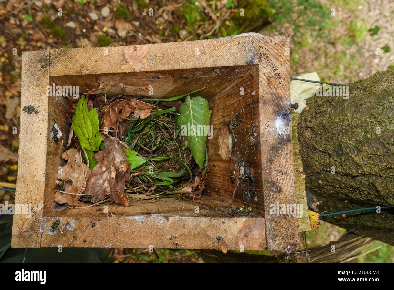 Dormouse nest located in nest box that is used for monitoring purposes. Fownhope Herefordshire UK. August 2023 Stock Photo