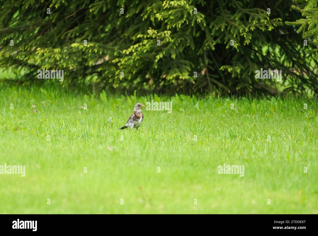 Fieldfare (Turdus pilaris) perched on the ground, Lentiira Kainuu Finland. June 2023 Stock Photo