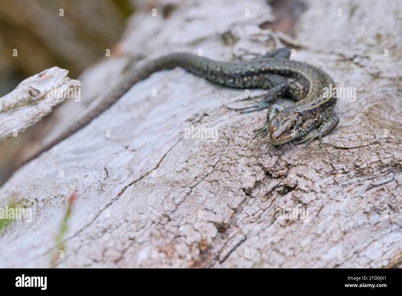Waldeidechse,Zootoca vivipara,Common Lizard Stock Photo