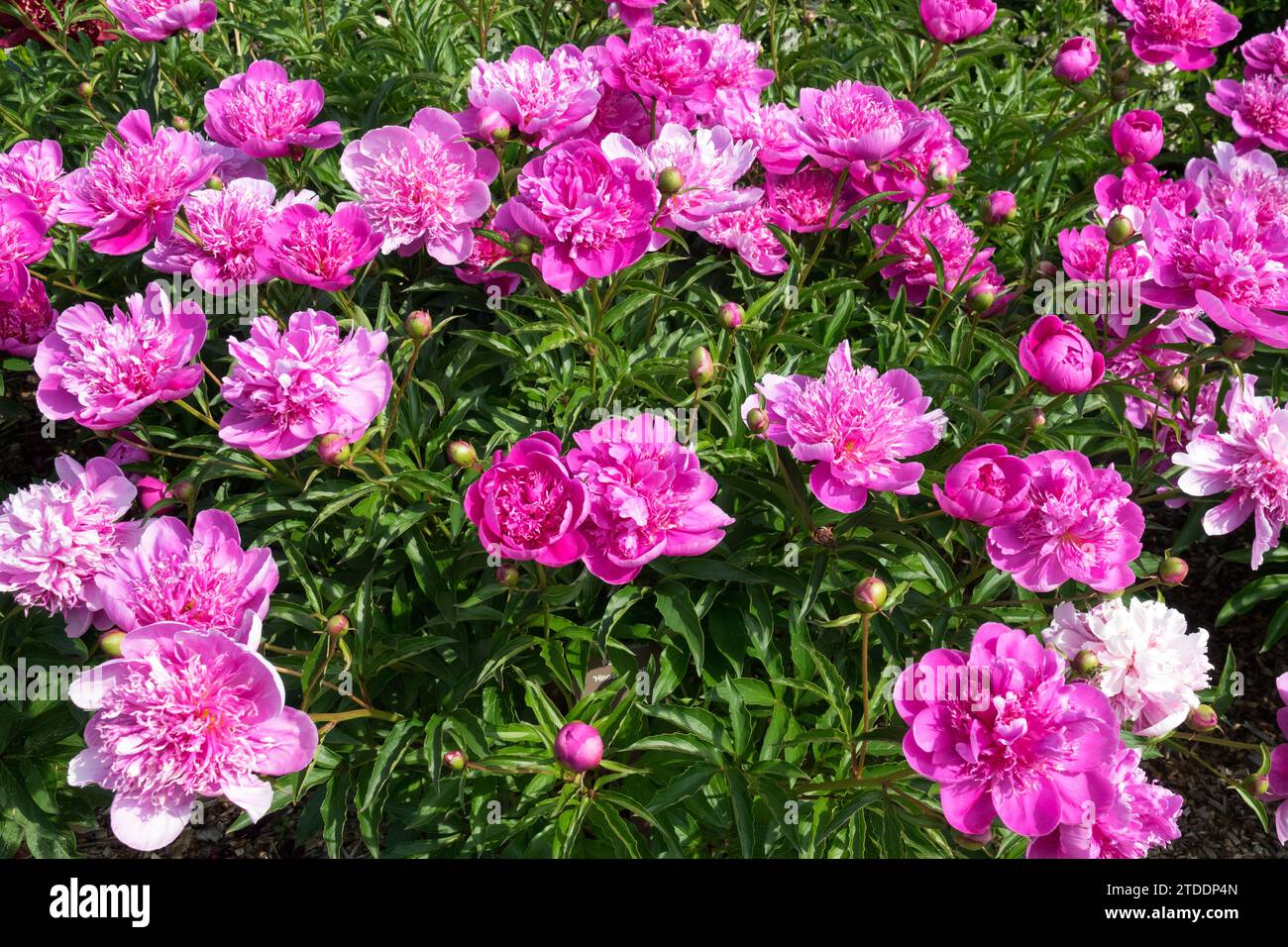 Pink, Chinese peony, Paeonia, Flowers, Peony, Herbaceous, Peonies, blooms, Paeonia lactiflora in Garden Stock Photo