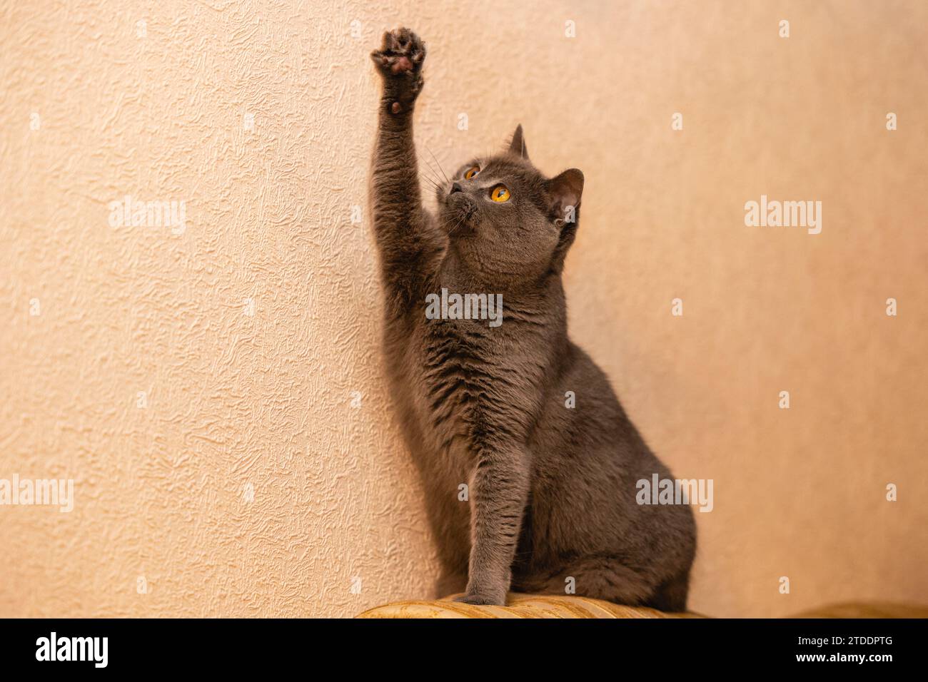 Domesticated breed hires stock photography and images Alamy