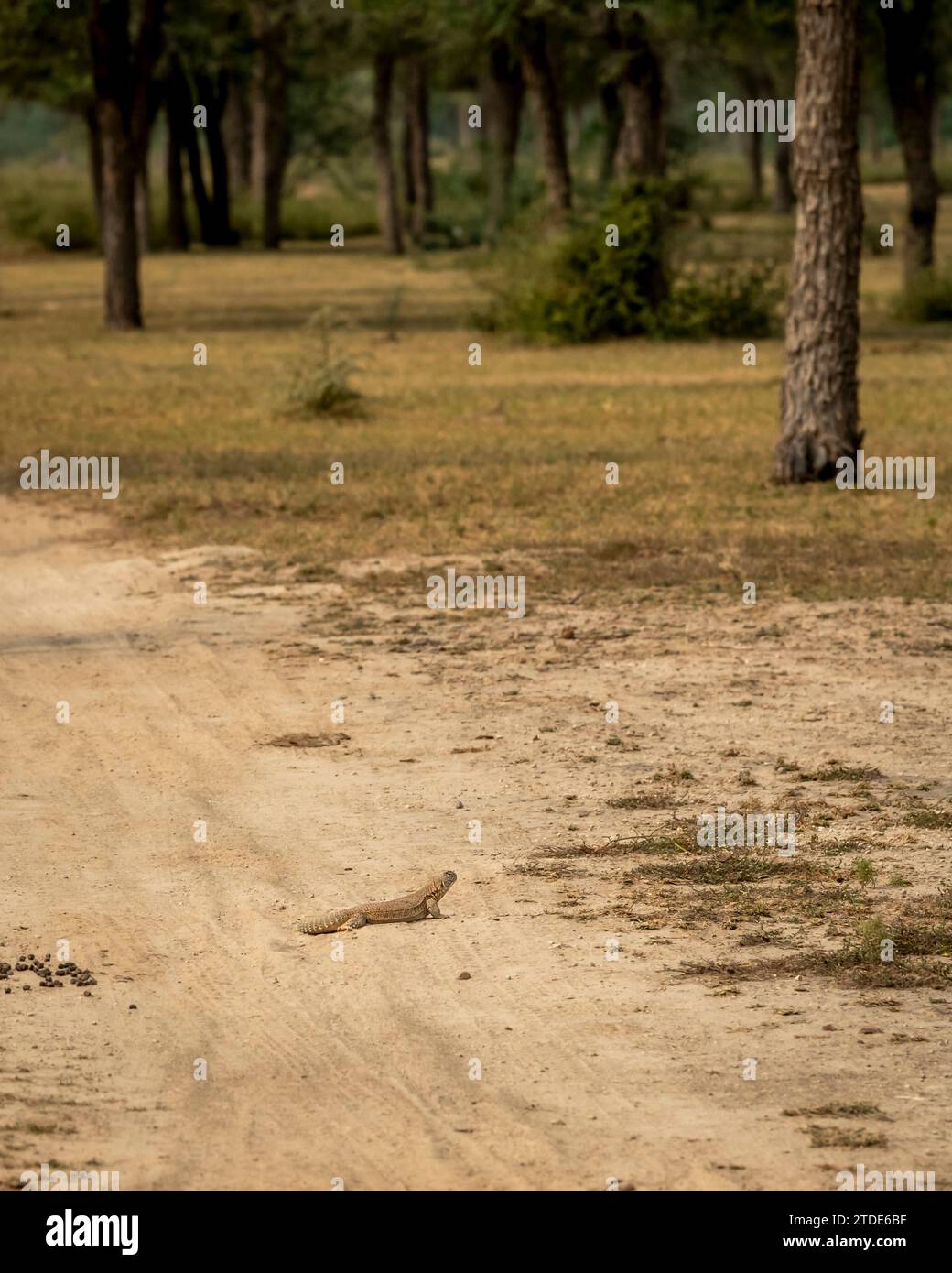 Spiny tailed lizard or Uromastyx coming out from burrow on a safari track or road in tal chhapar sanctuary churu rajasthan india asia Stock Photo