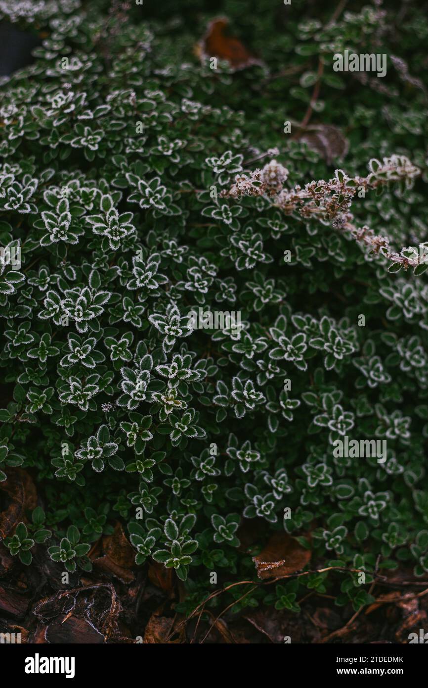 Garden Thyme Covered in Frost Stock Photo Alamy